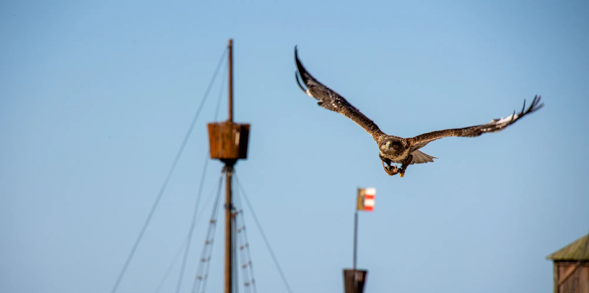 die könige der lüfte